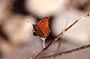 imago male, Tizi-Tarakatine, 1400 m, Djebel Lekst, Anti-Atlas sud-occidental